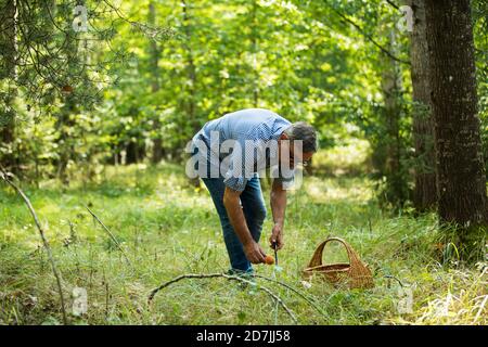 Reifer Mann, der im Wald Pilze aufsammeln kann Stockfoto