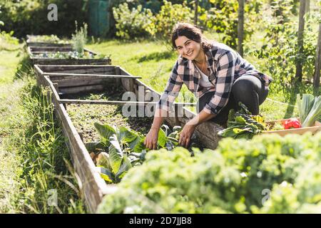 Lächelnde junge Frau pflücken Gemüse aus Hochbett in der Gemeinschaft Garten Stockfoto