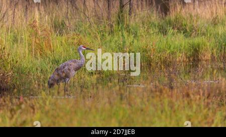 Sandhill Crane in Nordwisconsin. Stockfoto