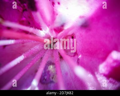 Im Herzen einer lila flauschigen Alien Blume, Rhododendron, Makrofotografie Stockfoto