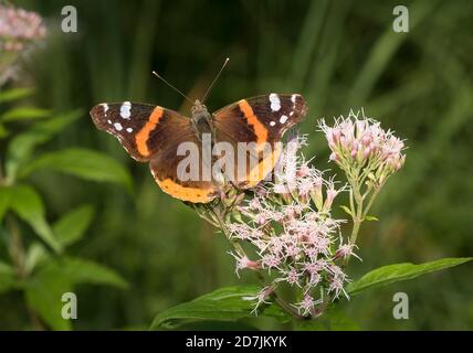 Roter Admiral (Vanessa atalanta) auf Wildblumen Stockfoto