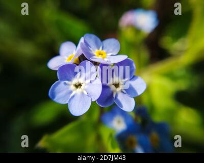 Kleine blaue Blume in der Sonne, Makrofotografie Stockfoto