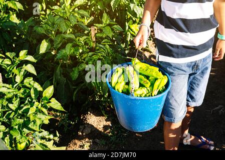 Junge hält Eimer mit Paprika, während im Gemüsegarten stehen Stockfoto