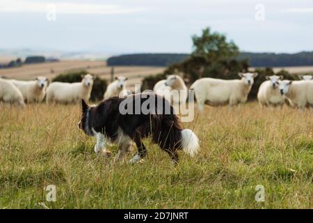 Border Collie Herding Schafe in Schottland Stockfoto
