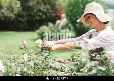 Lächelnde Frau pflücken Rosen im Garten Stockfoto