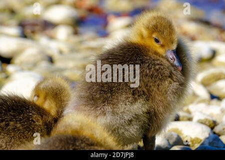 Porträt von niedlichen Graugans (Anser anser) Entlein Stockfoto