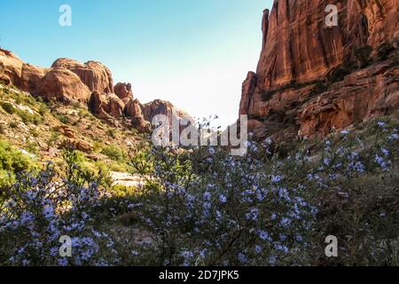 Straßenansicht der Sandsteinfelsen am westlichen Ende des Castle Valley, mit Wildblumen in der Spätsaison im Vordergrund, fotografiert in Utah, USA Stockfoto