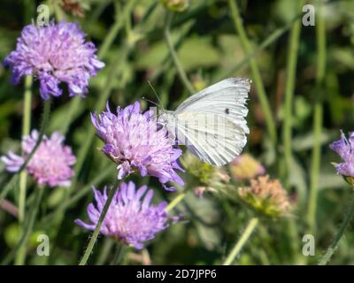 Grün geädert weißer Schmetterling Sammeln Nektar von Scabious Stockfoto