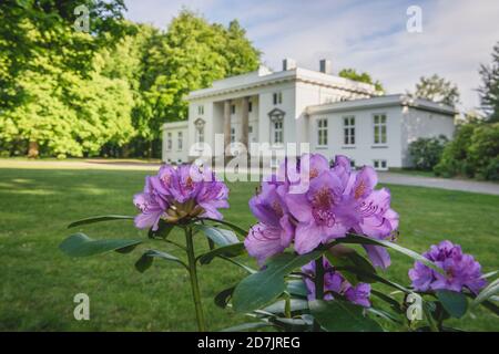 Deutschland, Hamburg, Purple Rhododendron wächst auf Rasen vor dem weißen Gebäude im Hirschpark Stockfoto