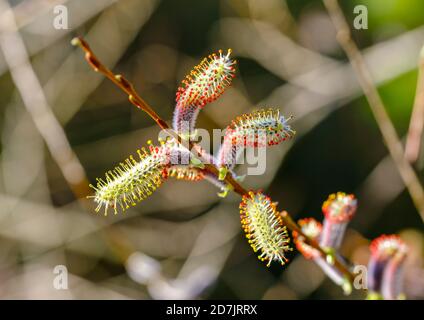 Kätzchen der purpurnen Weide (Salix purpurea) Stockfoto