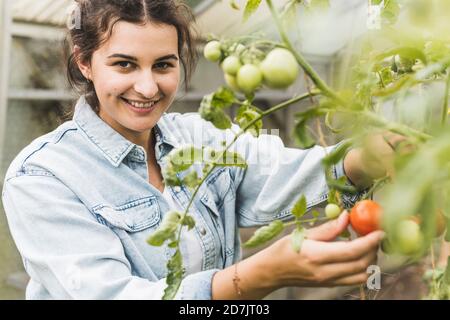 Nahaufnahme einer jungen Frau, die Tomaten aus Pflanzen im Gewächshaus pflückt Stockfoto