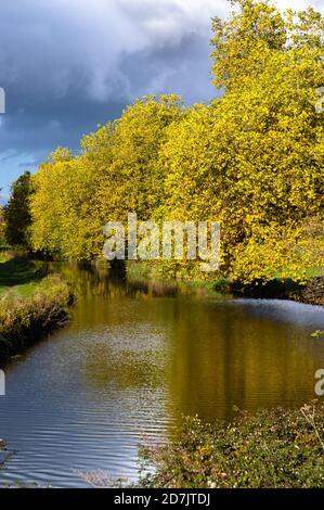 Goldenes Licht am späten Nachmittag beleuchtet die Herbstblätter auf den Bäumen entlang des Flusses Itchen in der Nähe der Garnier Road in Winchester, Hampshire, England. Stockfoto