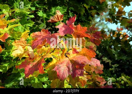 Bunte Vegetation auf dichten bunten Ahornbaum mit viel Bunte Blätter in der Herbstsaison an hellen sonnigen Tag Nahaufnahme Stockfoto