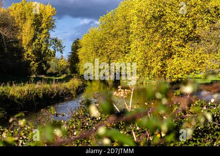 Goldenes Licht am späten Nachmittag beleuchtet die Herbstblätter auf den Bäumen entlang des Flusses Itchen in der Nähe der Garnier Road in Winchester, Hampshire, England. Stockfoto