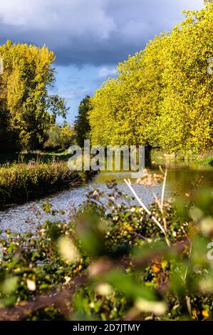 Goldenes Licht am späten Nachmittag beleuchtet die Herbstblätter auf den Bäumen entlang des Flusses Itchen in der Nähe der Garnier Road in Winchester, Hampshire, England. Stockfoto