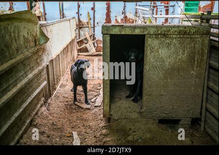 Haemi, Südkorea. Oktober 2020. Hunde warten auf die Rettung auf einer Hundefleischfarm in Haemi, Südkorea, am Donnerstag, den 22. Oktober 2020. Hundefleisch hat in den letzten Jahren in Südkorea schnell an Popularität verloren und kleinere Betriebe wurden geschlossen. Foto von Thomas Maresca/UPI Kredit: UPI/Alamy Live News Stockfoto