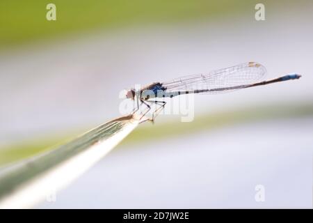 Small red eyed damselfly sitting on river plant leaf, blurred background Stockfoto