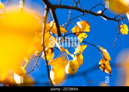 Farbenfrohe Herbstblätter stehen im Kontrast zu einem strahlend blauen Himmel. Stockfoto