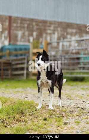 Farm Dog im Hof Stockfoto