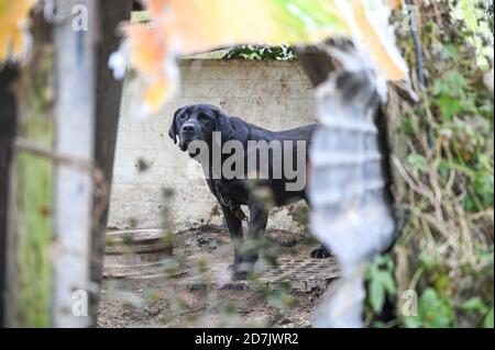 Haemi, Südkorea. Oktober 2020. Ein Hund wird am Donnerstag, den 22. Oktober 2020, durch ein Loch in einem Zaun auf einer Hundefleischfarm in Haemi, Südkorea, gesehen. Foto von Thomas Maresca/UPI Kredit: UPI/Alamy Live News Stockfoto