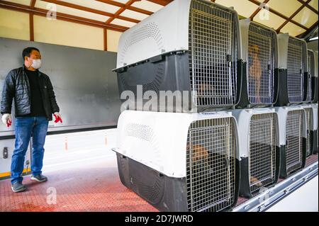 Haemi, Südkorea. Oktober 2020. Am Donnerstag, den 22. Oktober 2020, steht ein Arbeiter neben Transportunternehmen, die darauf warten, von einer Hundefleischfarm in Haemi, Südkorea, wegtransportiert zu werden. Foto von Thomas Maresca/UPI Kredit: UPI/Alamy Live News Stockfoto