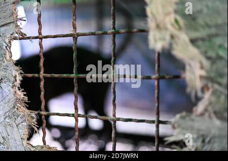 Haemi, Südkorea. Oktober 2020. Ein Hund wird am Donnerstag, den 22. Oktober 2020, in einer Hundefleischfarm in Haemi, Südkorea, in Silhouette durch einen Zaun gesehen. Foto von Thomas Maresca/UPI Kredit: UPI/Alamy Live News Stockfoto