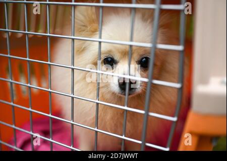 Haemi, Südkorea. Oktober 2020. Ein Hund sitzt in einem Transportwagen und wartet darauf, am Donnerstag, den 22. Oktober 2020, von einer Hundefleischfarm in Haemi, Südkorea, wegtransportiert zu werden. Einige kleinere Hunde wurden auch als Haustiere auf dem Hof gezüchtet. Foto von Thomas Maresca/UPI Kredit: UPI/Alamy Live News Stockfoto