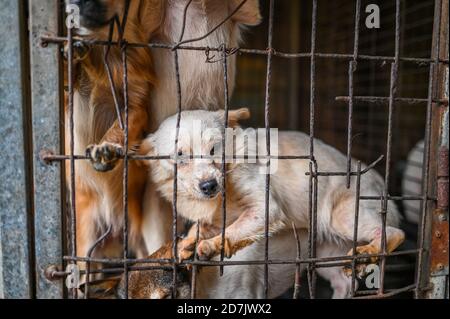 Haemi, Südkorea. Oktober 2020. Kleine Hunde sind in einem Käfig auf einer Hundefleischfarm in Haemi, Südkorea am Donnerstag, 22. Oktober 2020 überfüllt. Einige kleinere Hunde werden auch gezüchtet, um als Haustiere verkauft zu werden. Foto von Thomas Maresca/UPI Kredit: UPI/Alamy Live News Stockfoto