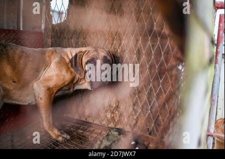Haemi, Südkorea. Oktober 2020. Ein Hund huert in einem Käfig auf einer Hundefleischfarm in Haemi, Südkorea am Donnerstag, 22. Oktober 2020. Hundefleisch hat in den letzten Jahren in Südkorea schnell an Popularität verloren. Foto von Thomas Maresca/UPI Kredit: UPI/Alamy Live News Stockfoto
