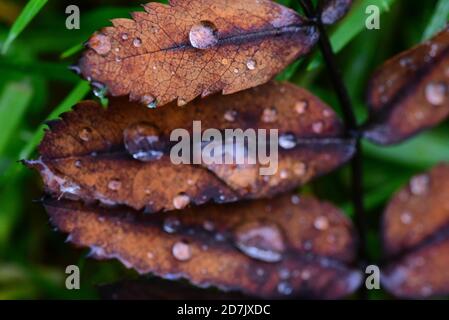 Rowan Tree Leaves - Herbstfarben mit Regentropfen Stockfoto