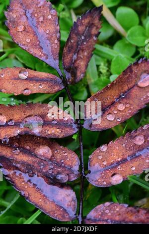 Rowan Tree Leaves - Herbstfarben mit Regentropfen Stockfoto