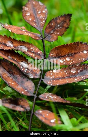 Rowan Tree Leaves - Herbstfarben mit Regentropfen Stockfoto
