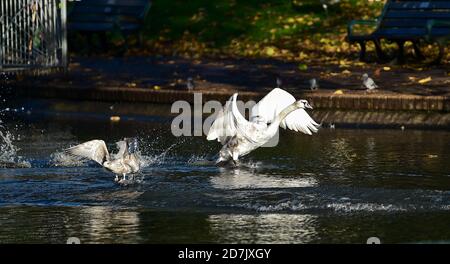 Brighton UK 23. Oktober 2020 - EIN junger Mute Swan jagt heute in der Herbstsonne auf dem Queens Park Teich in Brighton eine juvenile Heringsmöwe ab. Das Wetter wird voraussichtlich mehr verunsichert über das kommende Wochenende : Credit Simon Dack / Alamy Live News Stockfoto