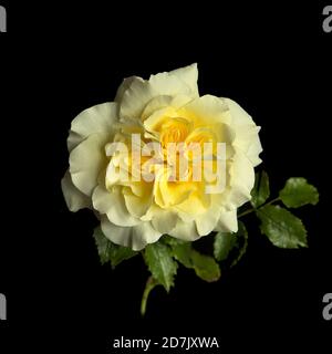 Leverkusen Rose Stockfoto