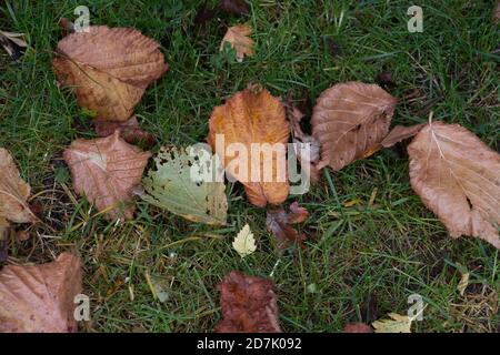 Herbstblätter; Braun verfallende Blätter auf nassem Regen getränktes Gras, Blick von oben Stockfoto