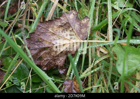 Herbstblätter; Braunes Blatt verfällt im Herbst auf feuchtem grünen Gras, von oben aus der Nähe Stockfoto