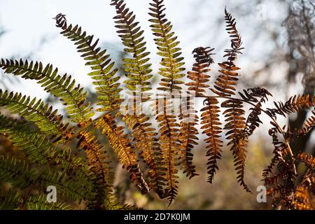 Herbst Bracken Farn Wedden, Pteridium aquilinum, im Herbst gelb und braun, Nahaufnahme vor grauem Himmel Hintergrund Stockfoto