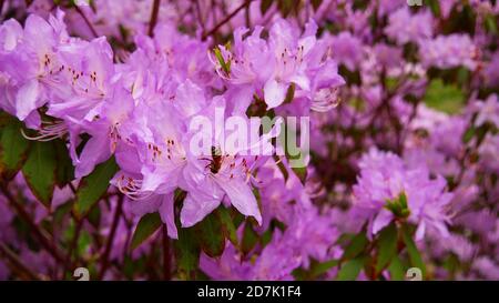 Nahaufnahme einer kleinen Biene, die im Frühling in einem botanischen Garten Nektar aus der schönen Blüte einer violetten Blume sammelt. Stockfoto