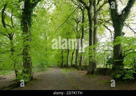 Gewöhnliche Buchenbäume (Fagus sylvatica) im Frühjahr bei Nether Wood neben Blackmoor Reserve in den Mendip Hills, Somerset. Stockfoto