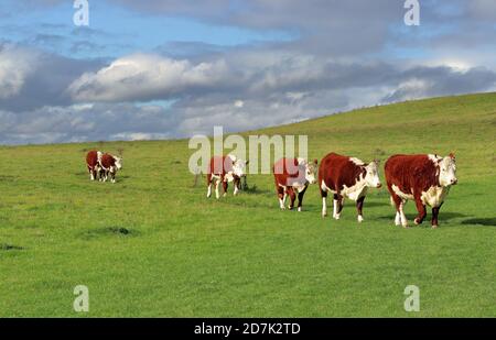 Hereford Rinder gehen in einer Linie auf einem grasbewachsenen Hügel Stockfoto