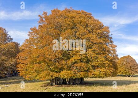 Hugh mehrstämmig Buche im Herbst Färbung Stockfoto