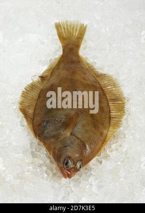 FRISCHE BRILL AUF EIS Stockfoto