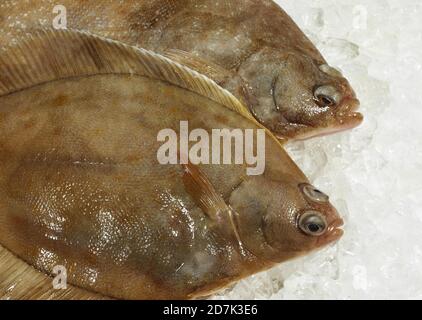 FRISCHE BRILL AUF EIS Stockfoto