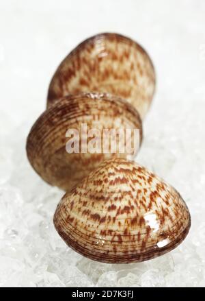 Hund COCKLE SHELL Glycymeris Glycymeris ON ICE Stockfoto