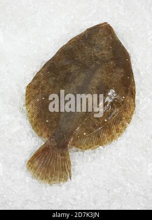 FRISCHE BRILL AUF EIS Stockfoto