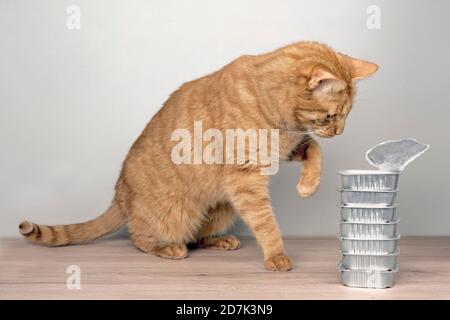 Niedliche tabby Katze stehlen Nahrung aus Schalen auf dem Tisch. Stockfoto