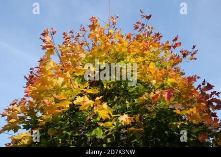 Bunte Vegetation auf dichten bunten Ahornbaum mit viel Bunte Blätter in der Herbstsaison an hellen sonnigen Tag Nahaufnahme Stockfoto