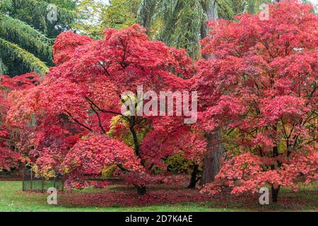 Die Herbstfarbe von Acers in der Acer Glade in Westonbirt The National Arboretum, The Cotswolds, Gloucestershire, England, Großbritannien Stockfoto