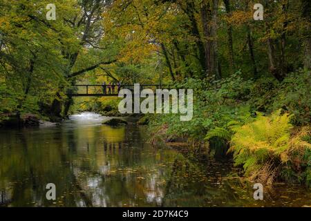 Teign Gorge, Devon, Großbritannien. Oktober 2020. Wetter in Großbritannien: Besucher genießen den Blick entlang des Ufers des Flusses Teign, während die Bäume beginnen, goldene Herbstfarben zu zeigen, wenn der Herbst beginnt. Kredit: Celia McMahon/Alamy Live Nachrichten Stockfoto