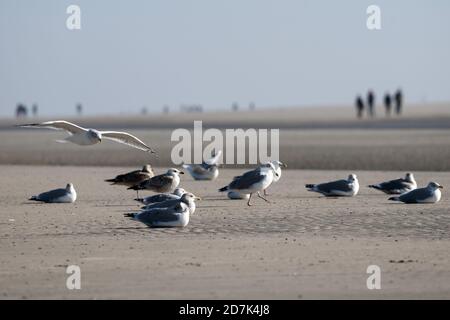 23. Oktober 2020, Niedersachsen, Juist: Möwen stehen am Strand an der Ostspitze der Nordseeinsel Juist. Foto: Federico Gambarini/dpa Stockfoto